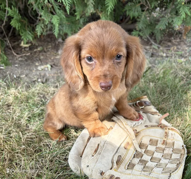 Bowie – Miniature Dachshund puppy for sale in Middlebury, IN