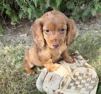Bowie, a male Miniature Dachshund for sale in Middlebury, IN – 1 of 5