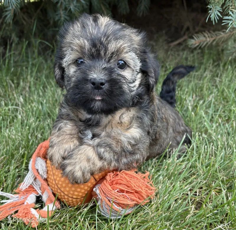 Lacey  – Shorkie puppy for sale in Middlebury, IN