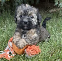 Lacey , a female Shorkie for sale in Middlebury, IN – 1 of 5