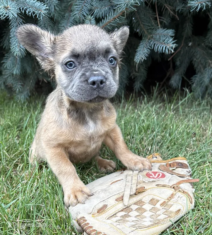 Doc fluffy – French Bulldog puppy for sale in Middlebury, IN