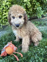 Hardy, a male Whoodle for sale in Middlebury, IN – 5 of 5