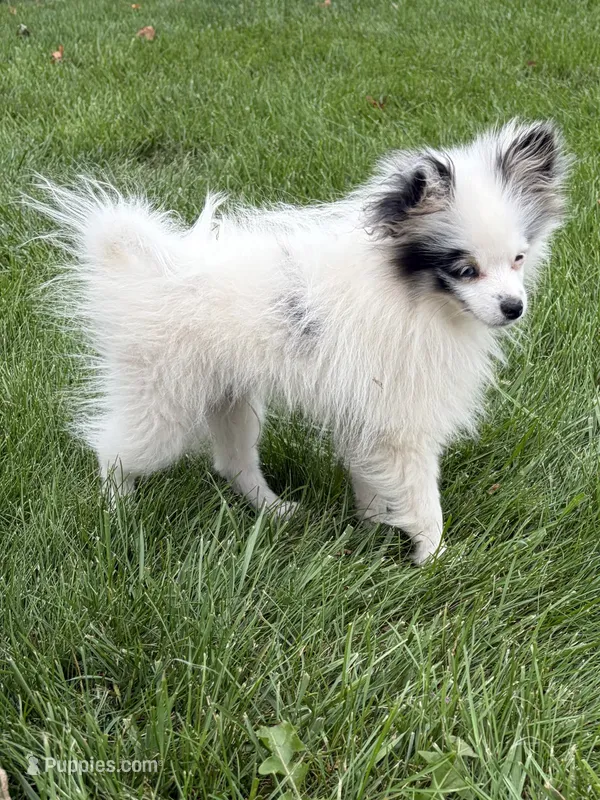 Olaf – Pomeranian puppy for sale in Middlebury, IN