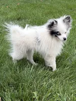 Olaf, a male Pomeranian for sale in Middlebury, IN – 1 of 6