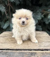 Foxy, a female Pomeranian for sale in Middlebury, IN – 3 of 4