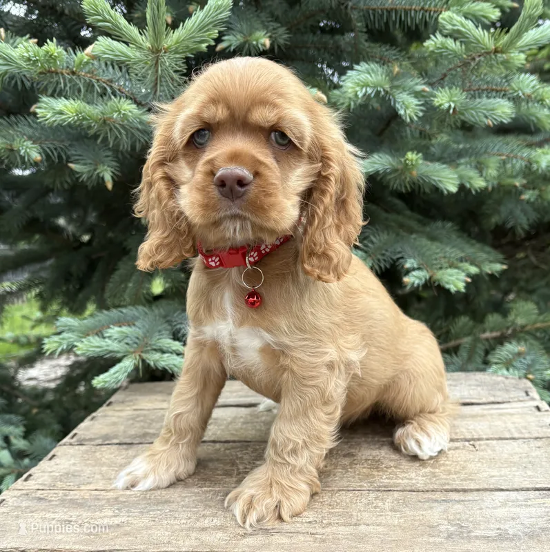 Jackson – Cocker Spaniel puppy for sale in Middlebury, IN