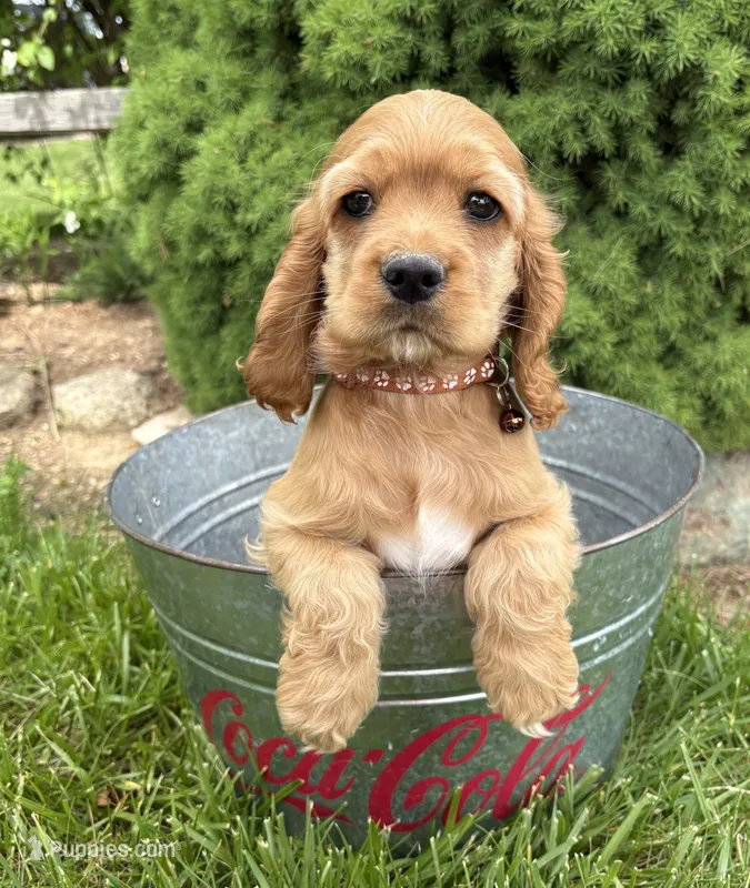 Jasper – Cocker Spaniel puppy for sale in Middlebury, IN