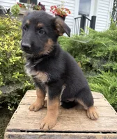 Dolly, a female German Shepherd Dog for sale in Middlebury, IN – 3 of 5