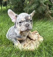 Clancy, a male French Bulldog for sale in Middlebury, IN – 4 of 5