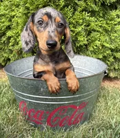 Sullivan , a male Dachshund for sale in Middlebury, IN – 3 of 4