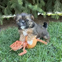 Molly , a female Shorkie for sale in Middlebury, IN – Photo 3 of 4