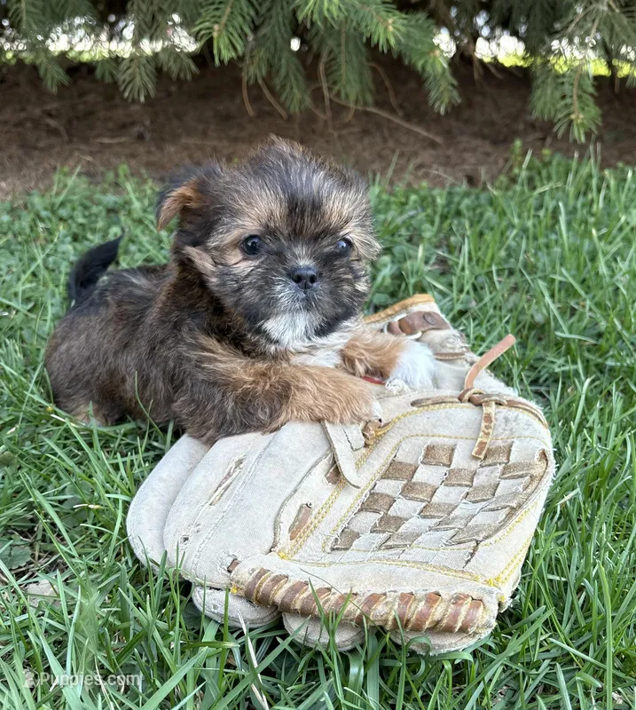Molly  – Shorkie puppy for sale in Middlebury, IN