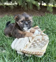 Molly , a female Shorkie for sale in Middlebury, IN – Photo 1 of 4