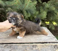 Molly , a female Shorkie for sale in Middlebury, IN – Photo 4 of 4