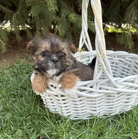 Molly , a female Shorkie for sale in Middlebury, IN – Photo 2 of 4