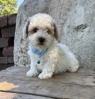 Arlo, a male Havapoo for sale in Middlebury, IN – 3 of 5