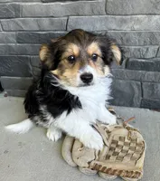 Rio, a male Pomeranian and Yorkshire Terrier for sale in Middlebury, IN – 1 of 4