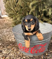 Mascot, a male Miniature Dachshund for sale in Middlebury, IN – Photo 2 of 5