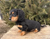 Mascot, a male Miniature Dachshund for sale in Middlebury, IN – Photo 1 of 5