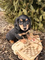 Mascot, a male Miniature Dachshund for sale in Middlebury, IN – Photo 3 of 5