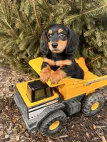 Mascot, a male Miniature Dachshund for sale in Middlebury, IN – Photo 5 of 5