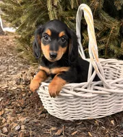 Mascot, a male Miniature Dachshund for sale in Middlebury, IN – Photo 4 of 5