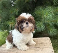 Tyler , a male Shih Tzu for sale in Middlebury, IN – 2 of 4