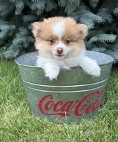 Kipp, a male Pomeranian for sale in Middlebury, IN – 1 of 4