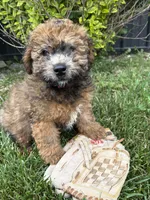 Daisy, a female Whoodle for sale in Middlebury, IN – 4 of 5