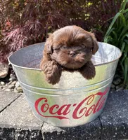 Leo, a male Shih Tzu for sale in Middlebury, IN – 4 of 4