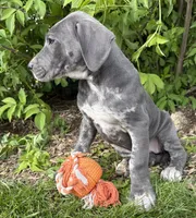 Tess, a female Great Dane for sale in Middlebury, IN – 4 of 5