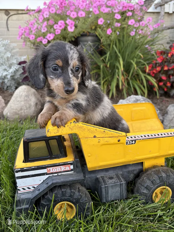 North  – Miniature Dachshund puppy for sale in Middlebury, IN