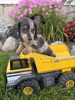 North , a male Miniature Dachshund for sale in Middlebury, IN – 1 of 5