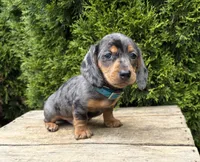 Sullivan, a male Dachshund for sale in Middlebury, IN – 5 of 5