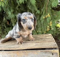 Skye, a female Miniature Dachshund for sale in Middlebury, IN – 3 of 4