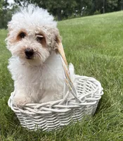 Arlo, a male Havapoo for sale in Middlebury, IN – 3 of 4