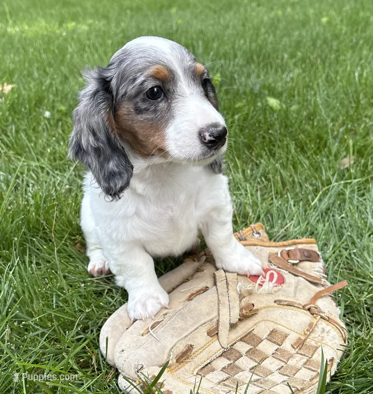 Ozzie – Dachshund puppy for sale in Middlebury, IN