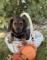Demi, a female Dachshund for sale in Middlebury, IN – 4 of 4