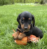 Hiram, a male Dachshund for sale in Middlebury, IN – 2 of 4