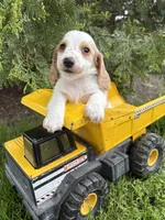 Murphy, a male Dachshund for sale in Middlebury, IN – 5 of 5