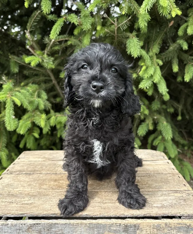 Cooper – Miniature Bernedoodle, Miniature Goldendoodle puppy for sale in Middlebury, IN
