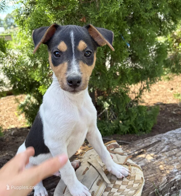 Samson – Jack Russell Terrier, Rat Terrier puppy for sale in Middlebury, IN