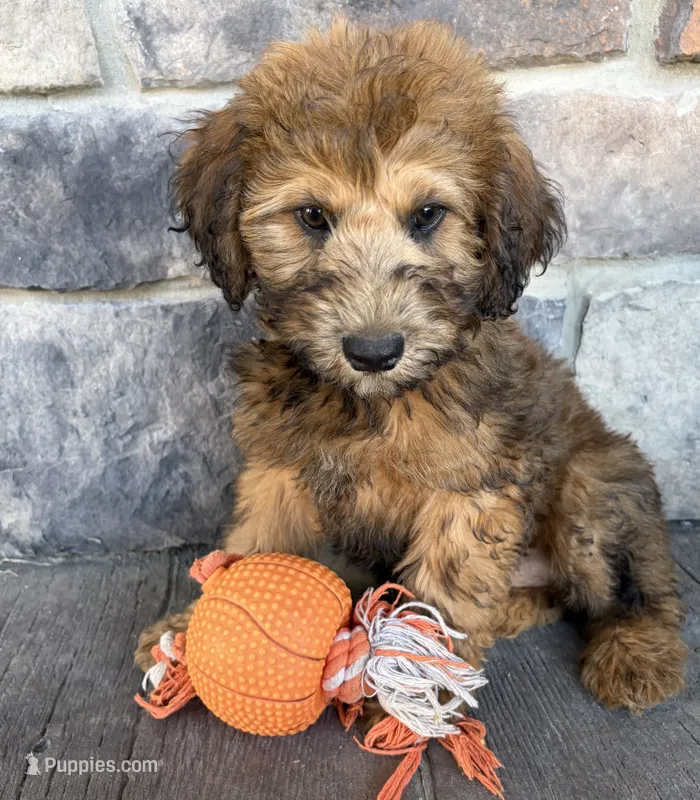 Monroe – Whoodle puppy for sale in Middlebury, IN