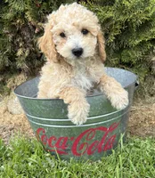 Jace, a male Bichpoo for sale in Middlebury, IN – 2 of 4
