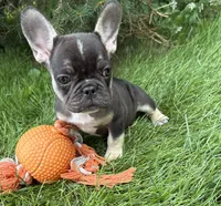 Kiki, a female French Bulldog for sale in Middlebury, IN – 2 of 4