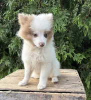 Oliver, a male Pomeranian for sale in Middlebury, IN – 3 of 5