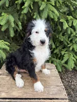 Dexter , a male Bernedoodle for sale in Middlebury, IN – 4 of 4