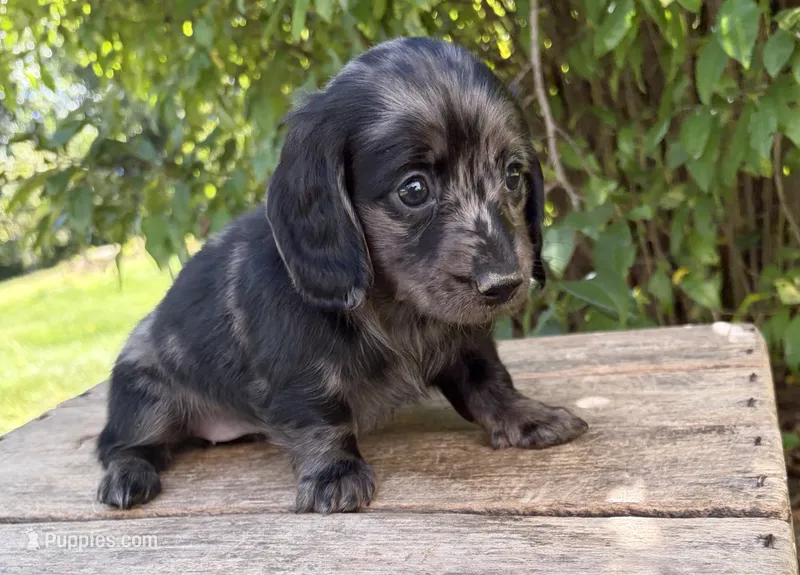 Truffles – Dachshund puppy for sale in Middlebury, IN