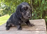 Truffles, a female Dachshund for sale in Middlebury, IN – 1 of 6
