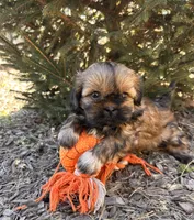 Jaila, a female Shih Tzu for sale in Middlebury, IN – Photo 4 of 4